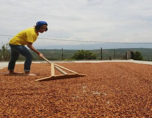 PROSES PENJEMURAN BIJI KOPI
