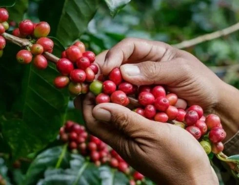 PROSES PETIK KOPI