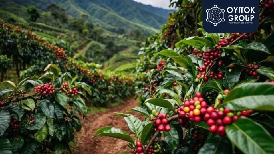 Kopi Lampung yang memiliki keasaman tinggi