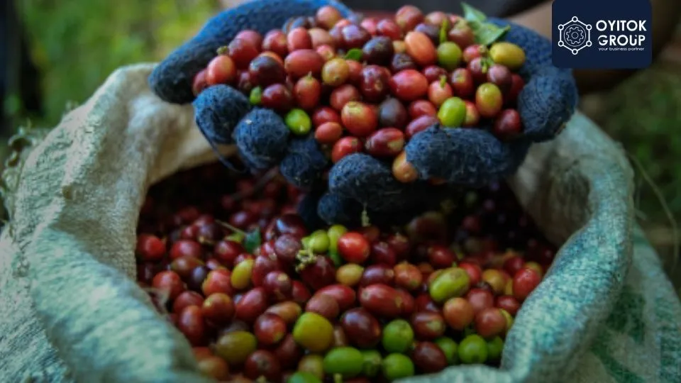Kopi Toraja Sapan